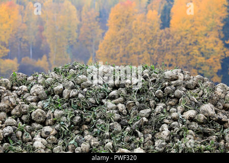 Heap of newly harvested sugar beet, beta vulgaris, grown for sugar production with autumn foliage on the background. Stock Photo