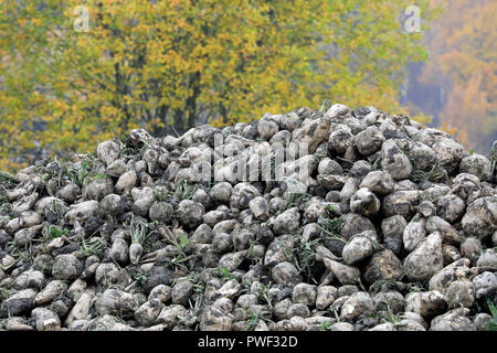 Heap of newly harvested sugar beet, beta vulgaris, grown for sugar production with autumn foliage on the background. Stock Photo