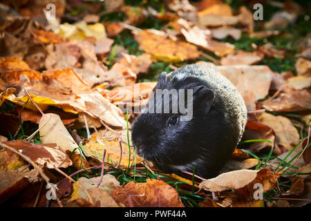 Guinea pig pet animal sitting outdoors in autumn leaves Stock Photo
