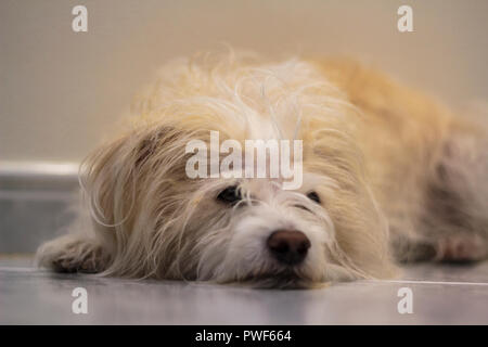 Dog lying on the floor Stock Photo