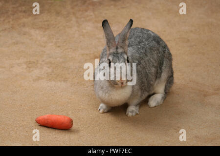 Rabbit and a carrot on brown background Stock Photo
