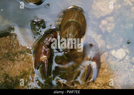 Signal crayfish on a river Stock Photo