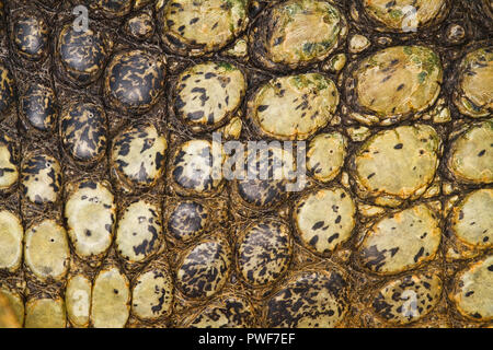 Texture of a crocodile skin Stock Photo
