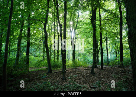 Sunlight through densely packed trees in Haagse Bos, forest in The Hague, Netherlands, Europe Stock Photo