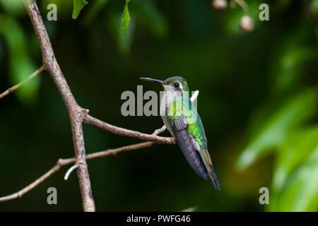 A Cuban Emerald (Chlorostilbon ricordii) female hummingbird, perched, showing nectar on her bill (Cuba). Stock Photo