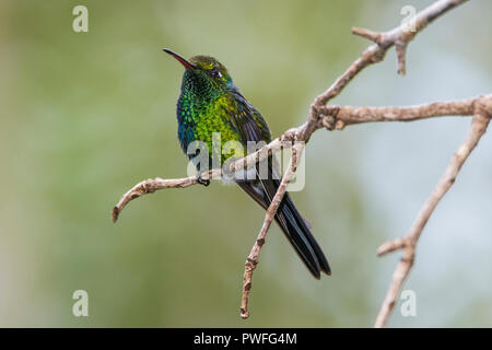 A Cuban Emerald (Chlorostilbon ricordii) male hummingbird, perched (Cuba). Stock Photo