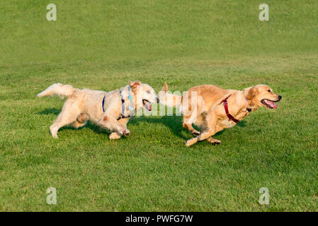 Two Golden Retriever dogs playing together and running on green grass lawn, captured in dynamic moment Stock Photo