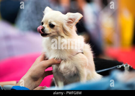 White Chihuahua dog licking its nose, viewed in closeup sitting against colorful blurry background Stock Photo