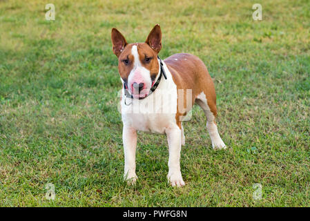 White and fawn Bull terrier dog looking at camera viewed in close-up from its front standing on green grass lawn Stock Photo