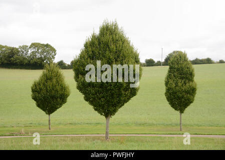 Line of Young Hornbeam Trees, Tree-lined road or drive near Chipping Campden in the Cotwolds Gloucestershire England Stock Photo