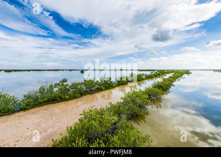 The road in Las Salinas Wildlife Refuge is often flooded during the rainy season, leaving a channel-like mud flat for wading birds. Zapata Peninsula Stock Photo