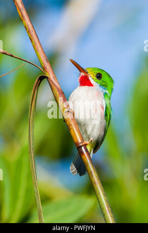 A Cuban Tody (Todus multicolor) in the heart of the Zapata Swamp, near Santo Tomás. Cuba. Stock Photo