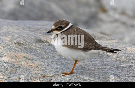 Young Common ringed plover (Charadrius hiaticula) Stock Photo