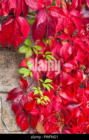 The bright crimson leaves of the climber Virginia creeper (Parthenocissus quinquefolia) in autumn Stock Photo