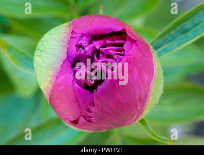 UK. The bud of a herbaceous peony (Paeonia officinalis) in early summer (late May), on the point of opening Stock Photo