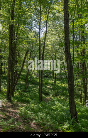 Mixed coniferous and broadleaf, deciduous forest in Karavanke, Slovenia ...