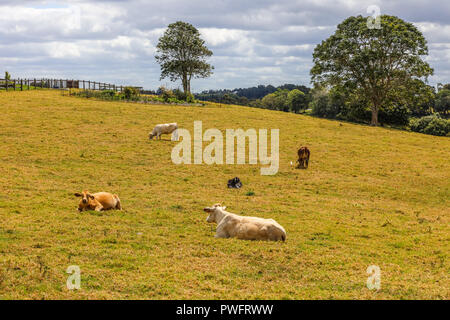 Australian countryside. Сattle in paddock, Sunshine coast, Queensland, Australia Stock Photo