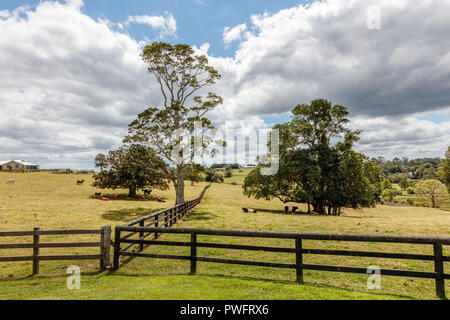 Australian countryside. Сattle in paddock, Sunshine coast, Queensland, Australia Stock Photo