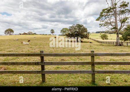 Australian countryside. Сattle in paddock, Sunshine coast, Queensland, Australia Stock Photo