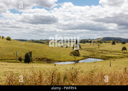 Australian countryside. Сattle in paddock, Sunshine coast, Queensland, Australia Stock Photo