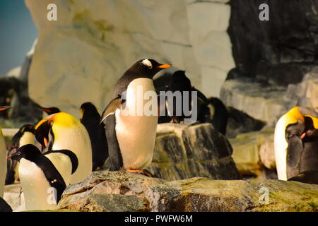 Orlando, Florida. September 21, 2018. Penguins with them friends at Seaworld. Stock Photo