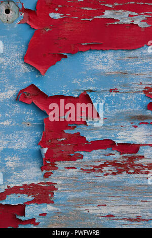 Large irregular patches of peeling red paint curling off a blue under layer on an old plywood doorway, creating an abstract pattern, good background. Stock Photo