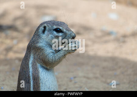 The Cape ground squirrels (Xerus inauris) eat on a sand Stock Photo