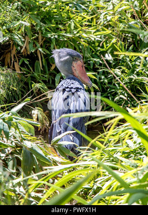 Shoebill (Balaeniceps rex) also known as Whalehead, standing in green grass. Stock Photo