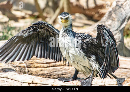 Little Pied Cormorant - Microcarbo (Phalacrocorax) melanoleucos, drying his wings and feathers. Stock Photo