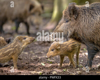 Arguing Family of Wild Boar (Sus scrofa) while taking a mud bath on a clearing in the forest