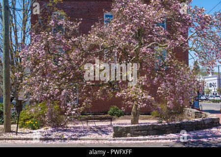 Vivid pink cherry blossom on main street corner in New England town Stock Photo