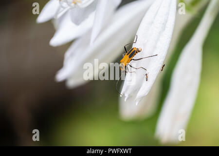 Goldenrod Soldier beetle, Chauliognathus pensylvanicus, or Pennsylvania leatherwing on a hosta flower. Wichita, Kansas, USA. Stock Photo