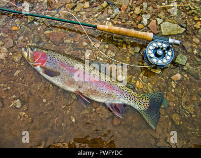 Freshwater fly fishing for trout and salmon. Stock Photo