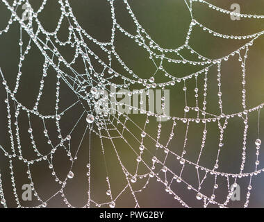 Spider web with raindrops on blurred background; close-up. Stock Photo