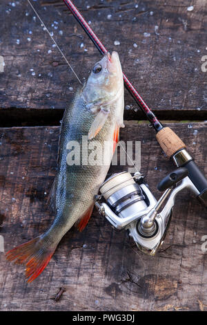 Freshwater perch and fishing rod with reel lying on vintage wooden