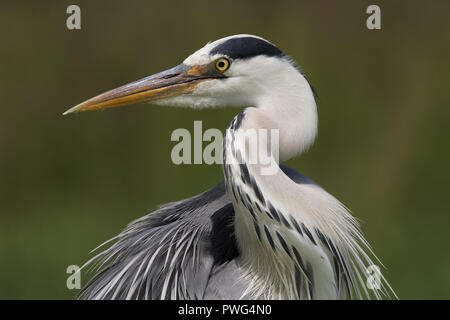 Grey heron Stock Photo