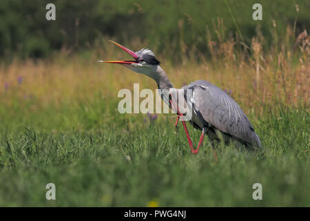 Grey heron Stock Photo