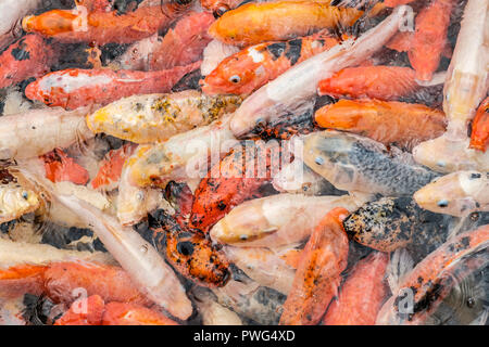 golden koi fish pond - colorful fishes in water Stock Photo