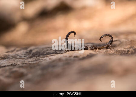 Israeli black scorpion (Scorpio maurus fuscus) AKA Israeli Gold Scorpion on a sand dune Photographed in Israel in Summer August Stock Photo