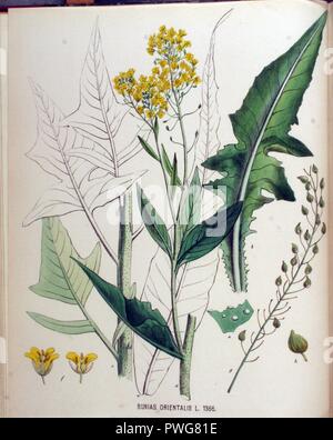 Bunias orientalis — Flora Batava — Volume v18. Stock Photo