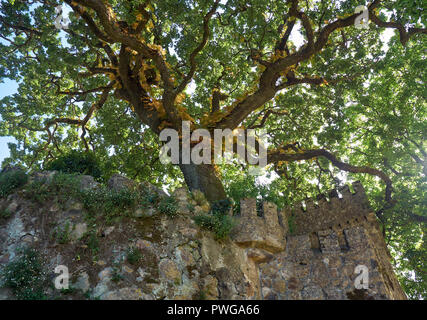 The cork oak is growing over the fortress ruins in the Quinta da Regaleira estate. Sintra.Portugal Stock Photo