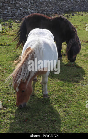 Two Shetland ponies, one black, the other white and chestnut, graze in a sunny green field at the Kirbuster Farm Museum on Orkney Island, Scotland, UK Stock Photo