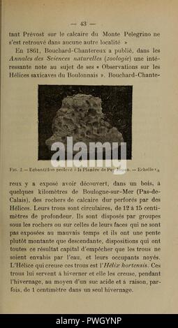 Bulletin de la Société d'histoire naturelle de Toulouse (Page 43) Stock Photo