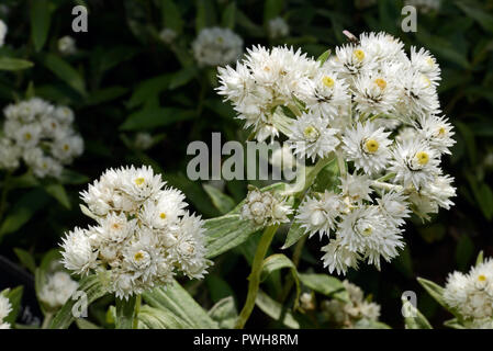 Anaphalis margaritacea (pearly everlasting) is an Asian and North American species. It is found in woodlands, sand dunes and disturbed habitats. Stock Photo