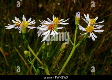 Aster tripolium (sea aster) is a short-lived perennial herb of ungrazed or lightly grazed salt-marshes. It has a Temperate Eurasian distribution. Stock Photo