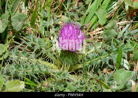 Cirsium acaule (stemless thistle) is widespread across Europe and typically occurs in calcareous grasslands. Stock Photo