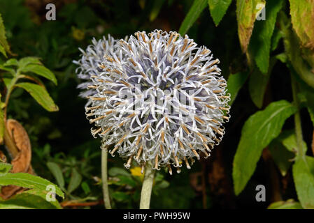 Echinops ritro (southern globe thistle) is native to southern and eastern Europe but now widely used as a garden plant. Stock Photo