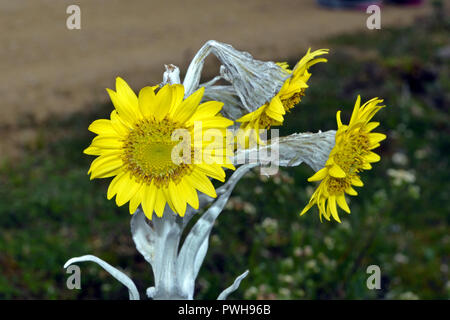 Espeletia cf grandiflora (frailejon) is native to paramo habitat in the high Andes. This picture was taken in the Chingaza National Park. Stock Photo