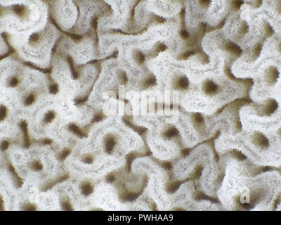 Light micrograph of bolete mushroom pores, field of view is about 3mm wide Stock Photo