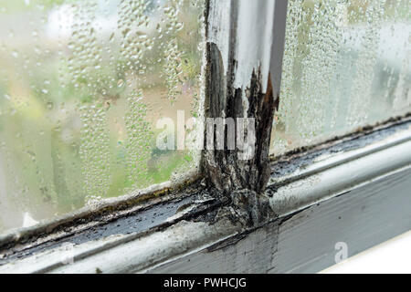 A Rotten Sash Window Frame Caused by Condensation and a Lack of Maintenance in a Rented Property, UK Stock Photo